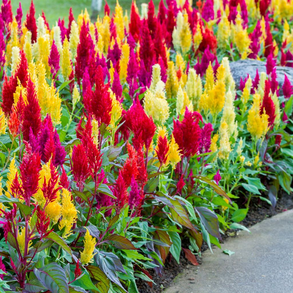 Celosia Pulmosa Tall Mix 0.5gm (0169)