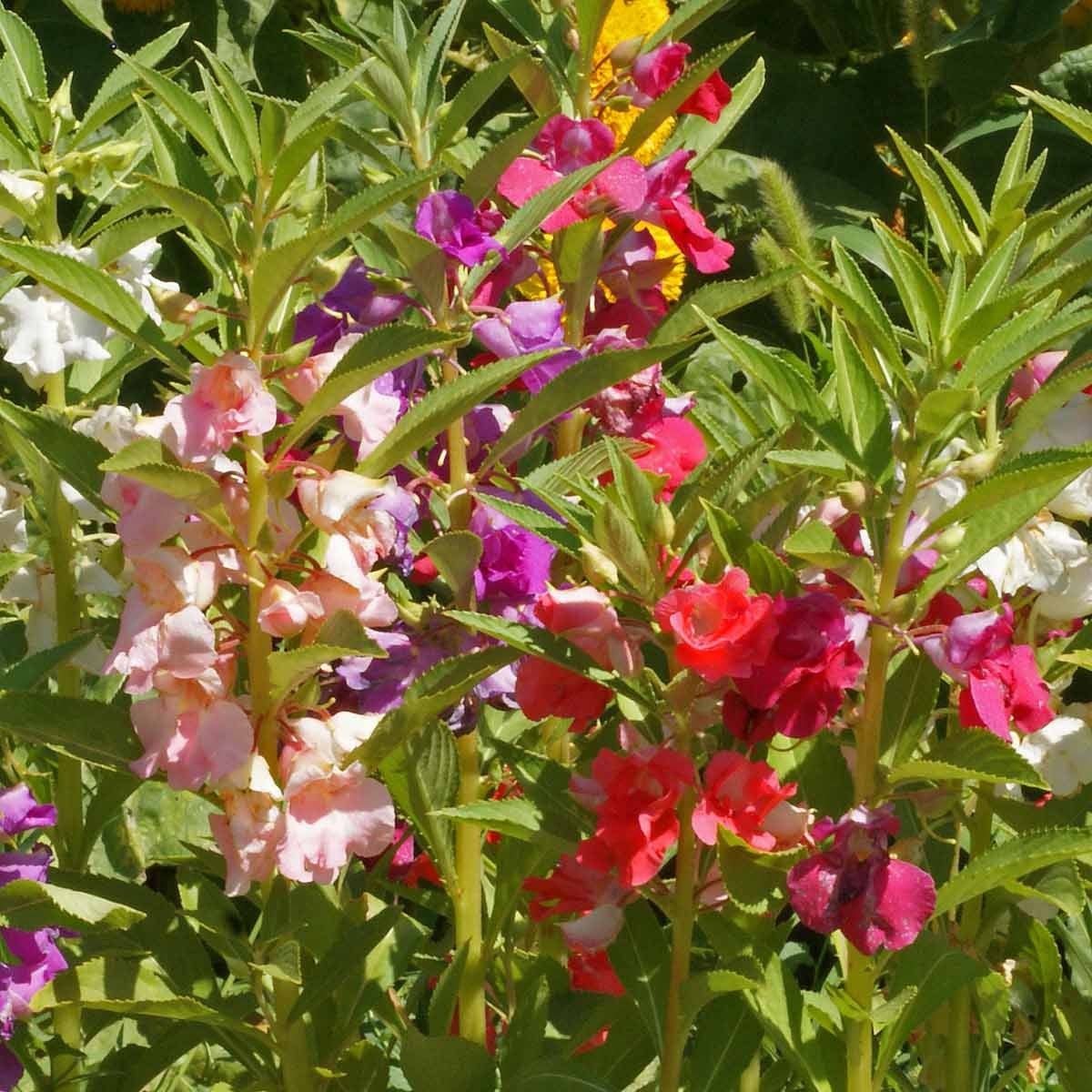Impatiens Tom Thumb Dwarf 1gm (0157)