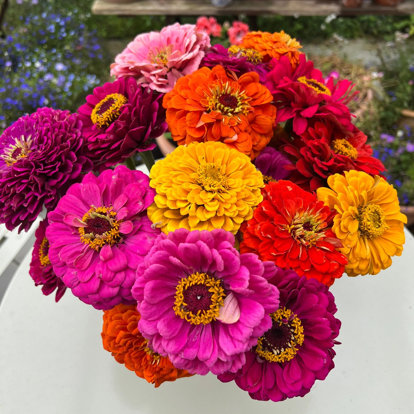 Zinnia California Giants Mix 1gm (0102)