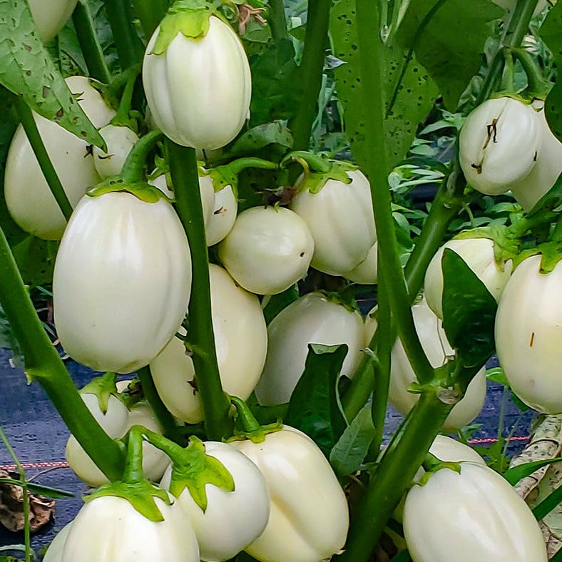 Eggplant 0.5gm Seeds (0144)