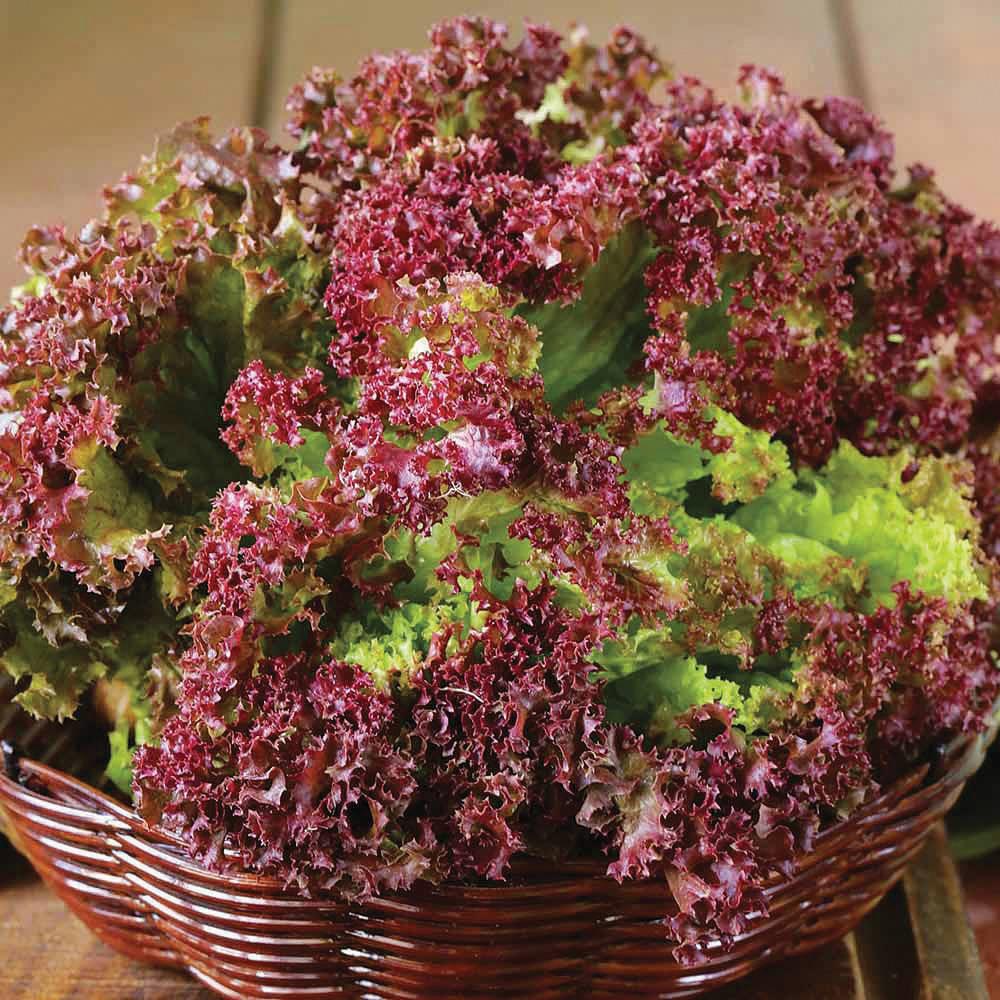 Red Lollo Lettuce 1gm Seeds (0121)