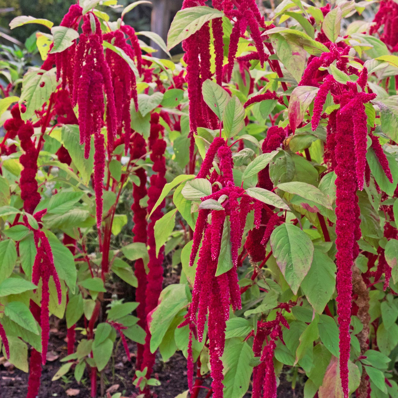 Amaranthus Love Lines 0.5gm (0160)