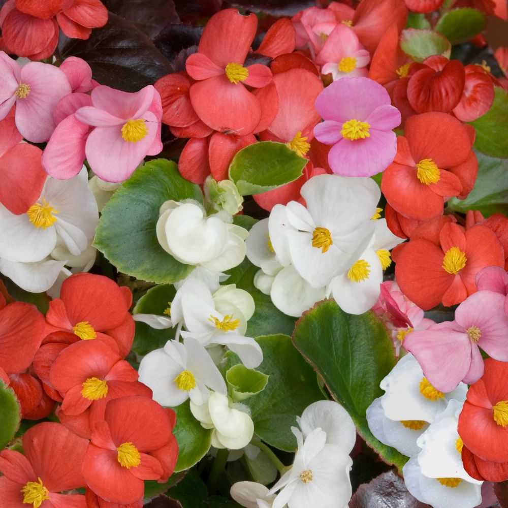 Begonia semperflorens Mix 1gm (80,000 Seeds)
