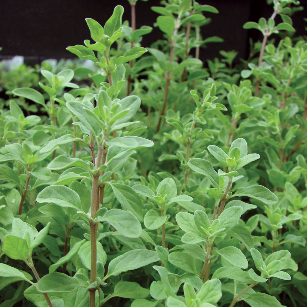 Sweet Marjoram 1000+ Seeds (0.5gm)