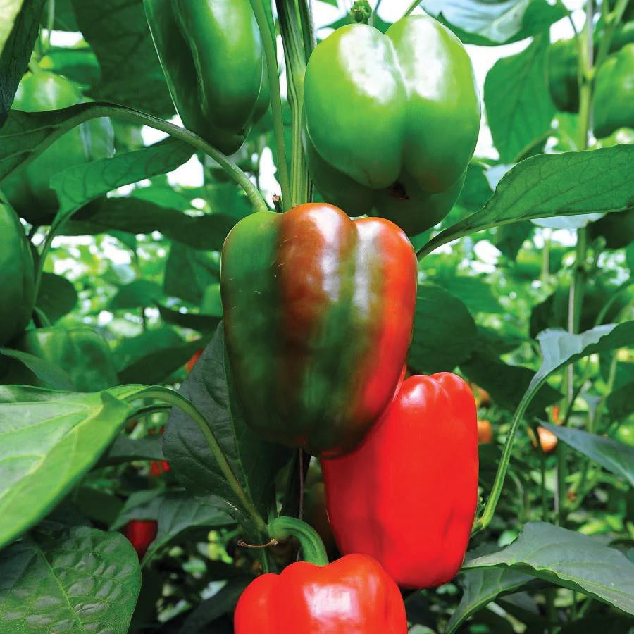 Hortus Peperone Capsicum Green Peppers 2.5gm