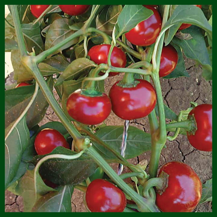 Hortus Peperone Ciliegia Piccante Peppers 2.5gm