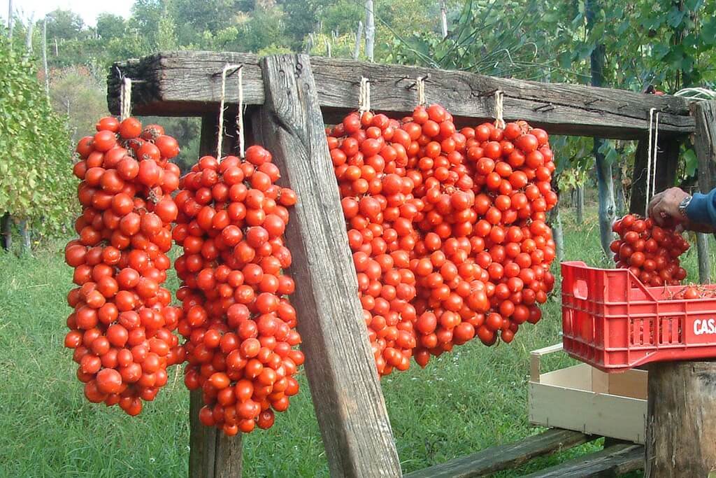 Hortus Pomodoro Principe Borghese Tomato 1gm