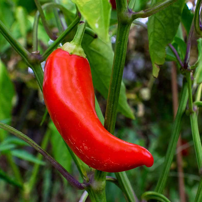 Red Banana Peppers 0.5gm Seeds (0120)