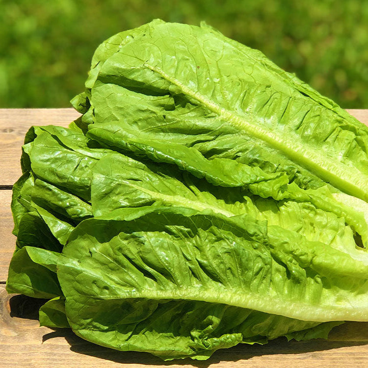 Romaine Lettuce 500+ Seeds (0.5gm)