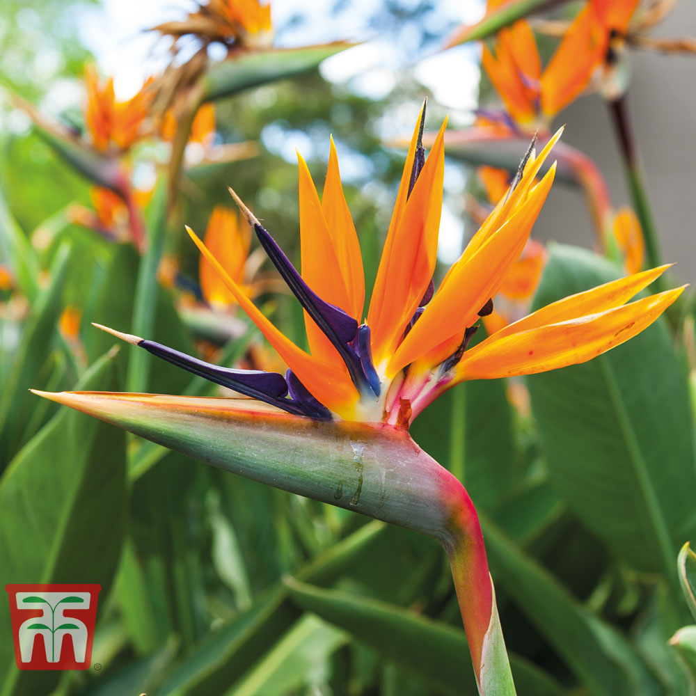 Bird of Paradise 1gm (4-5 Seed)