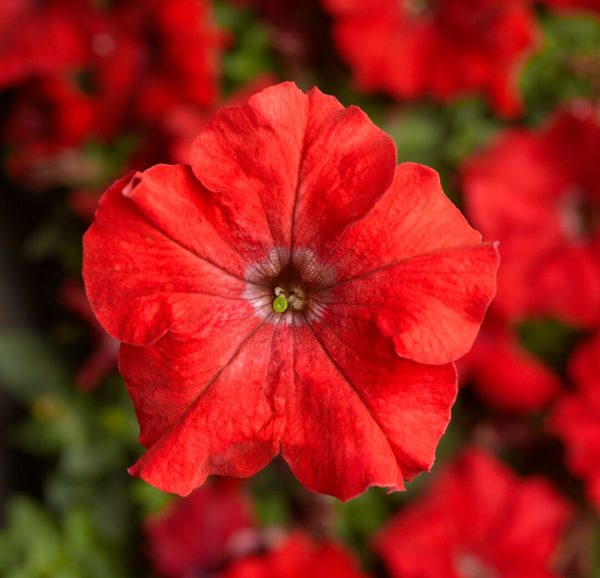 F1 Petunia Gradniflora Red 1000+ Seeds