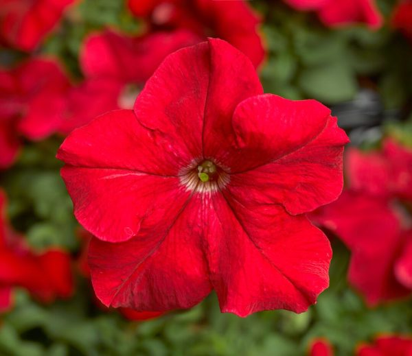 F1 Petunia Gradniflora Red 1000+ Seeds