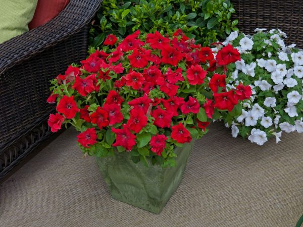 F1 Petunia Gradniflora Red 1000+ Seeds