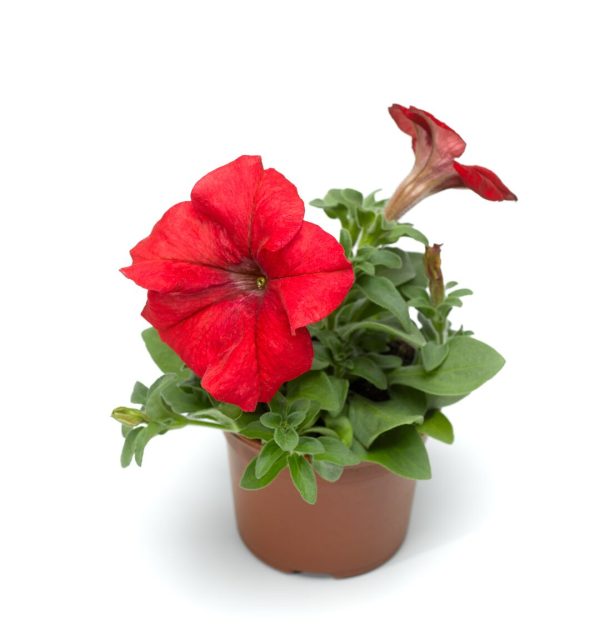 F1 Petunia Gradniflora Red 1000+ Seeds