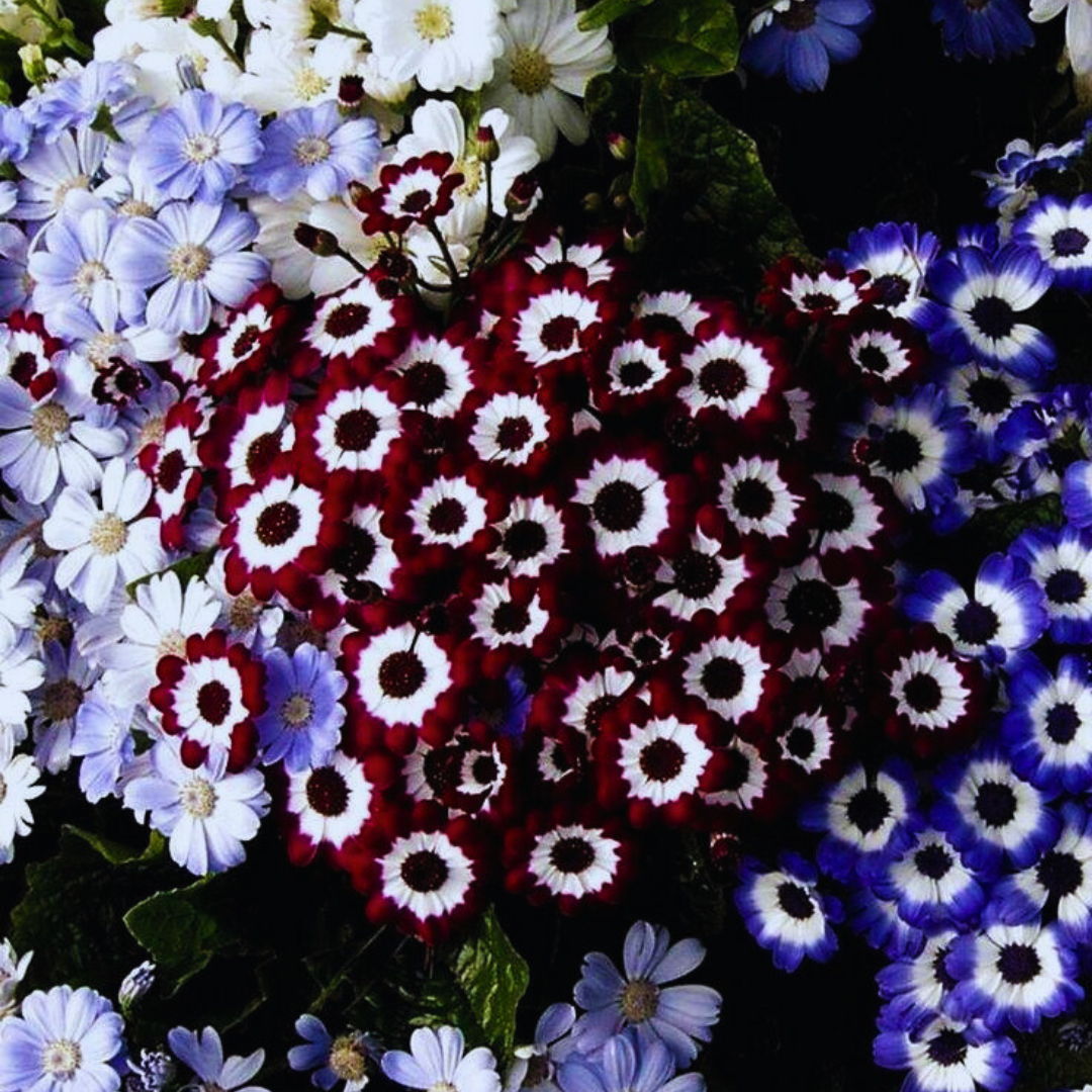 Cineraria Hybrida Mix 2000+ Seeds (0.5gm)