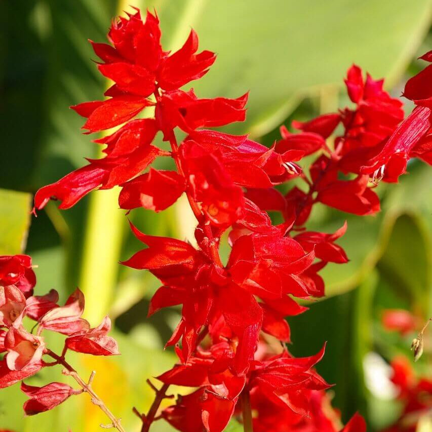 Salvia Red Fire 150+ Seeds (0.5gm)