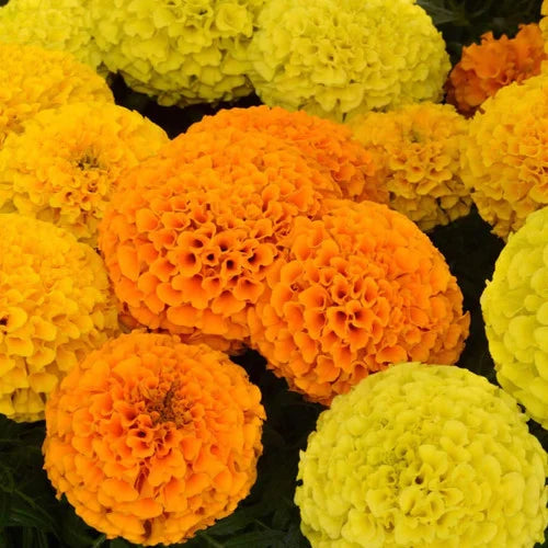 F2 African Marigold Maximix Dwarf (170+ Seeds 0.5gm)