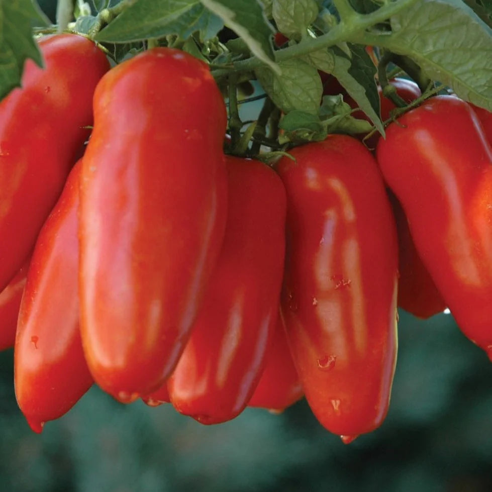 Hortus Pomodoro Scatolone 2 Tomatoes