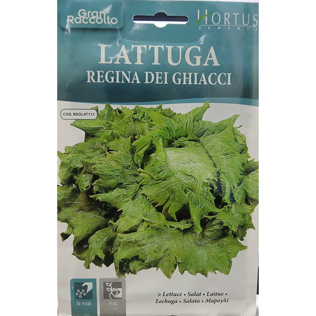Hortus Lattuga Regina Ice-berg Lettuce 13gm