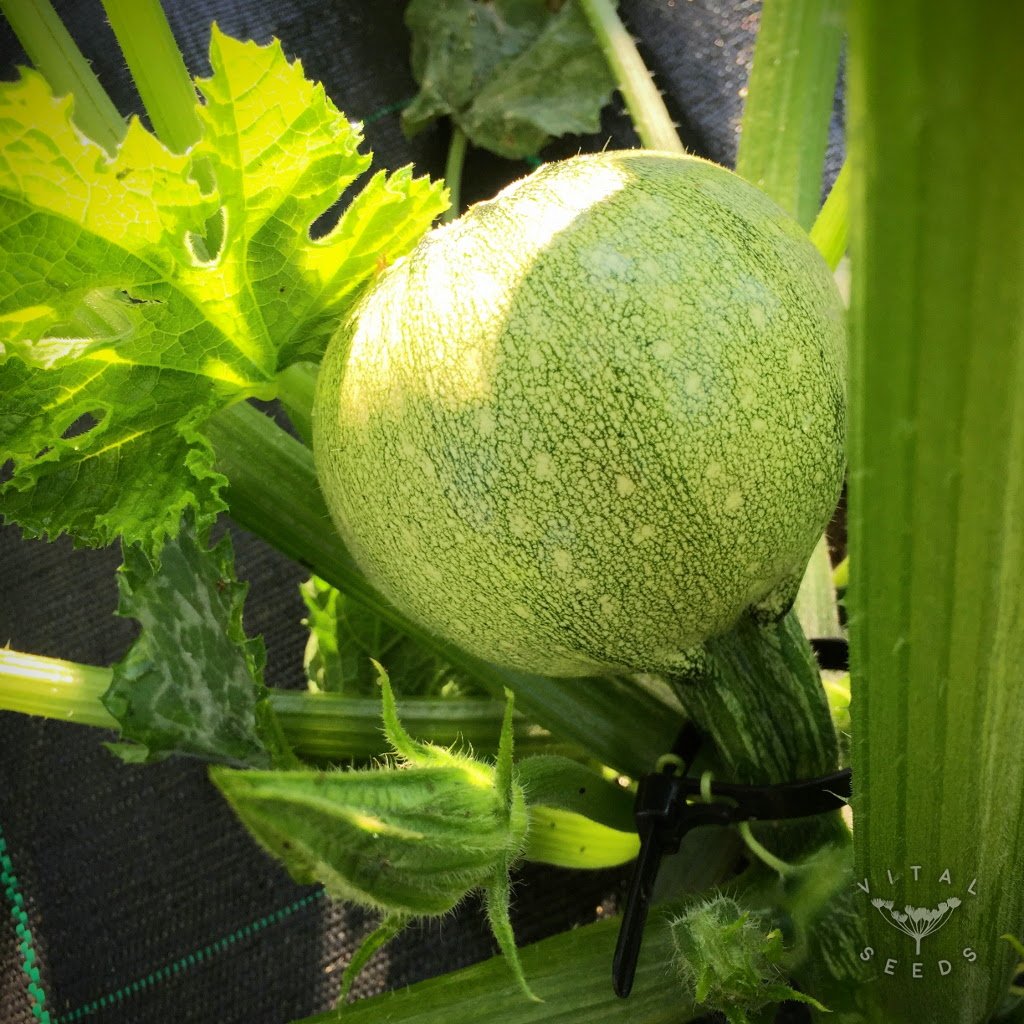 Round Zucchini 2gm Seeds (0146)