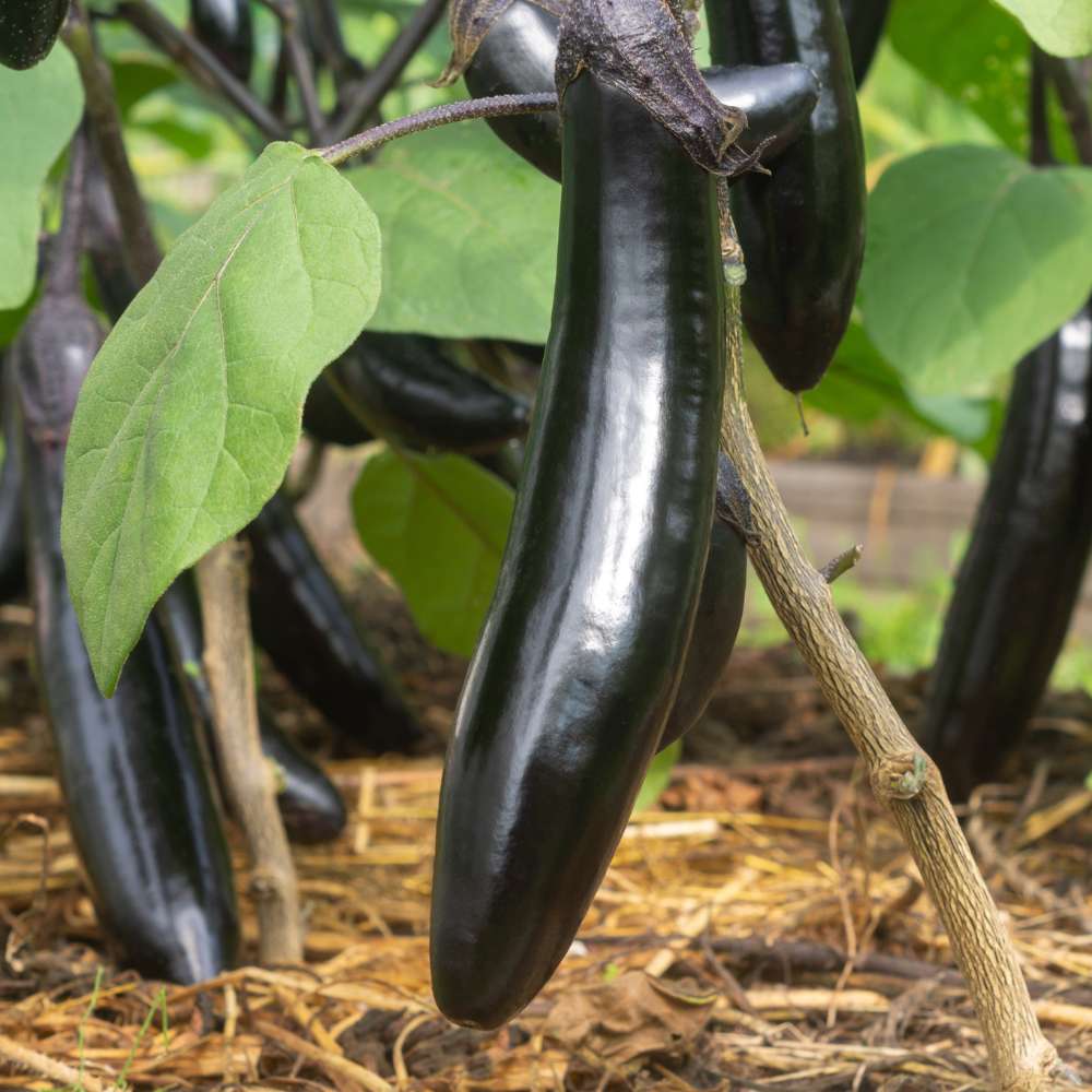 Long Brinjal 0.5gm Seeds (0134)