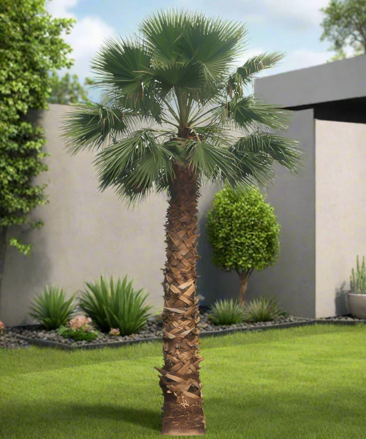 Mexican fan palm 1 Seeds