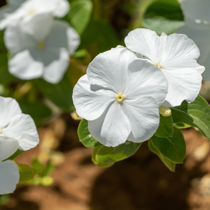 Vinca Pure White Dwarf 1gm (700 Seeds)