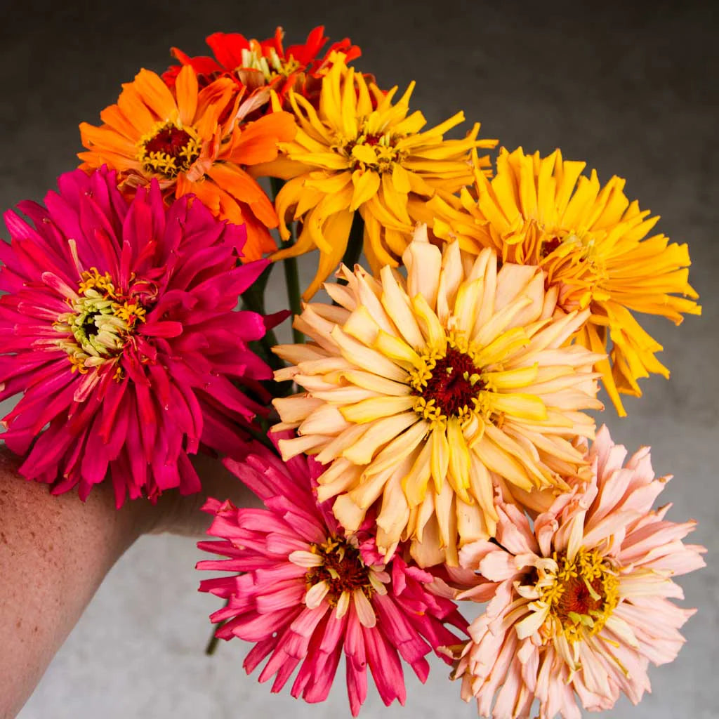 Zinnia Super Cactus Mix 1gm Seeds (0106)