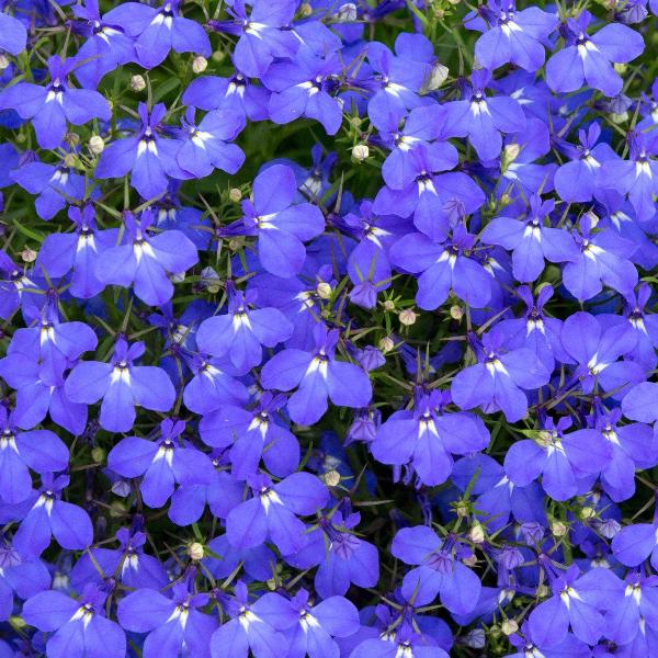 Lobela Sapphire Mix 7500+ Seeds (0.25gm)