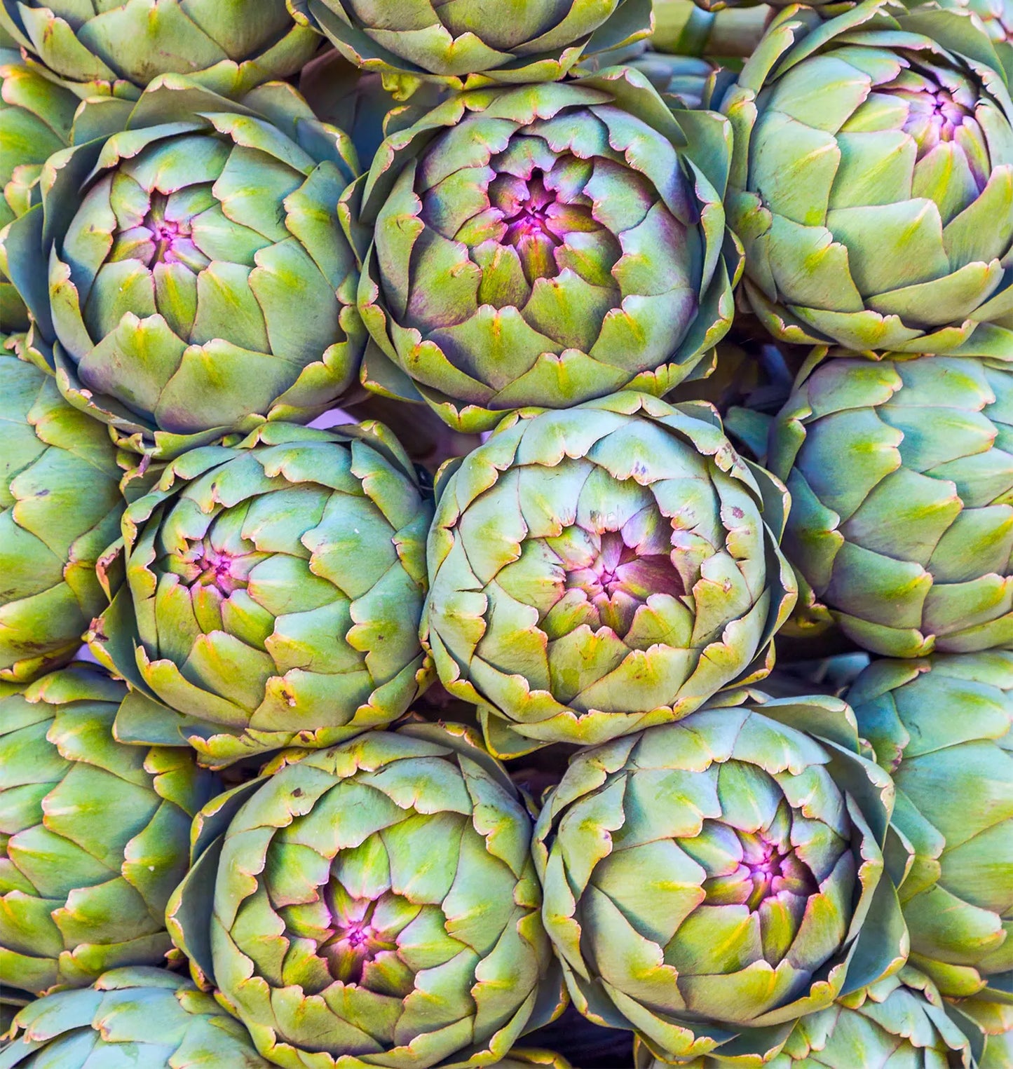 Artichoke 2gm Seeds