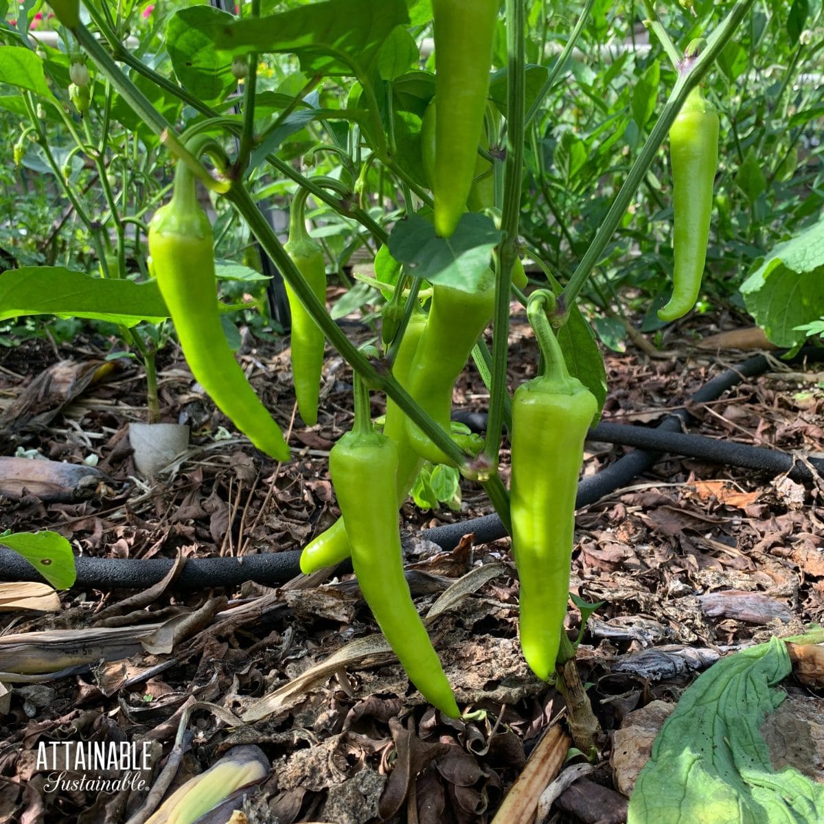 Hortus Peperone P13 Chili Peppers 1gm