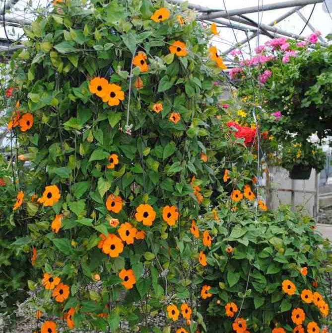 Susan vine 1gm Seeds (0118)