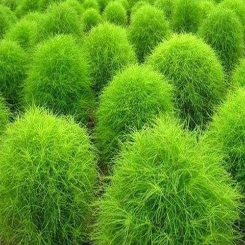 Kochia Bush 0.5gm (0117)
