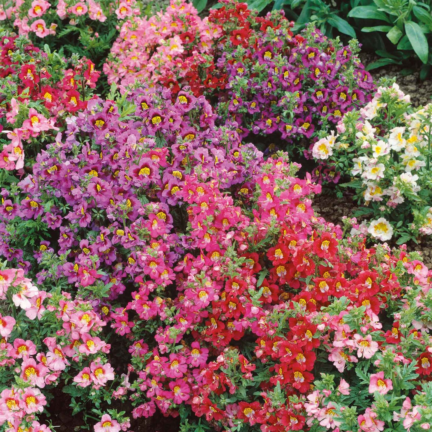 Butterfly Flower 400+ Seeds (0.25gm)