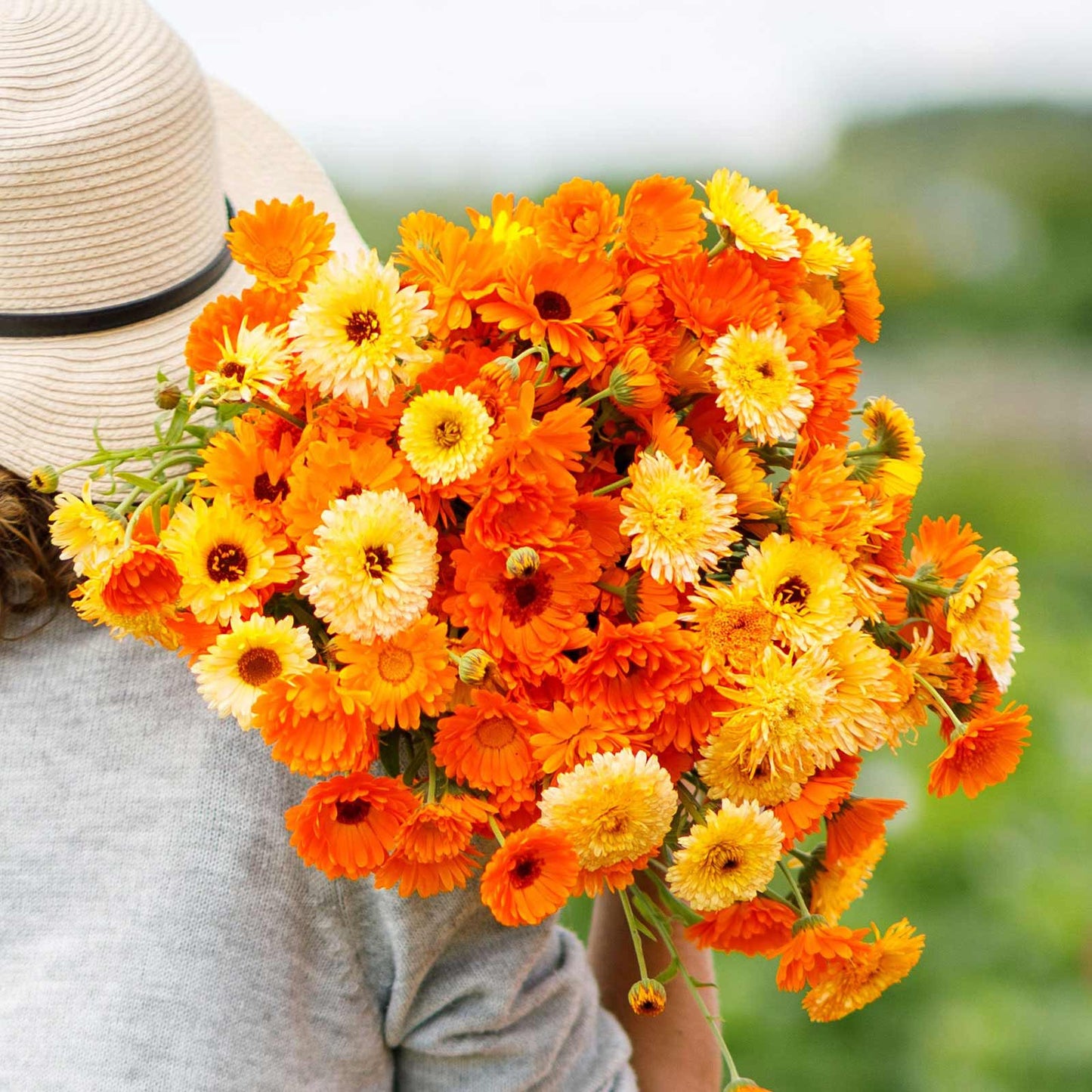 Calendula Pacific Beauty 150+ (0.5gm)