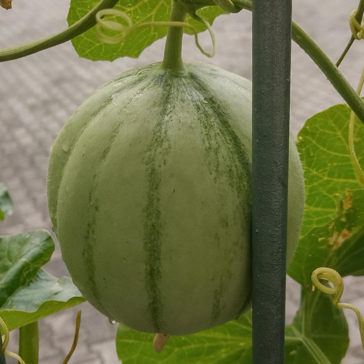 Melon Cucumis 1gm (0170)