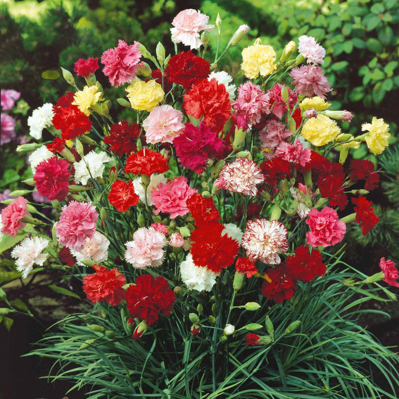 Carnation Chabaud 250+ Seeds (0.5gm)