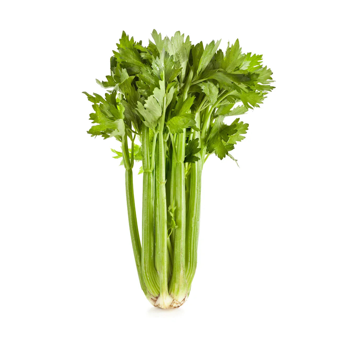 Leaf Celery (1gm Seeds)