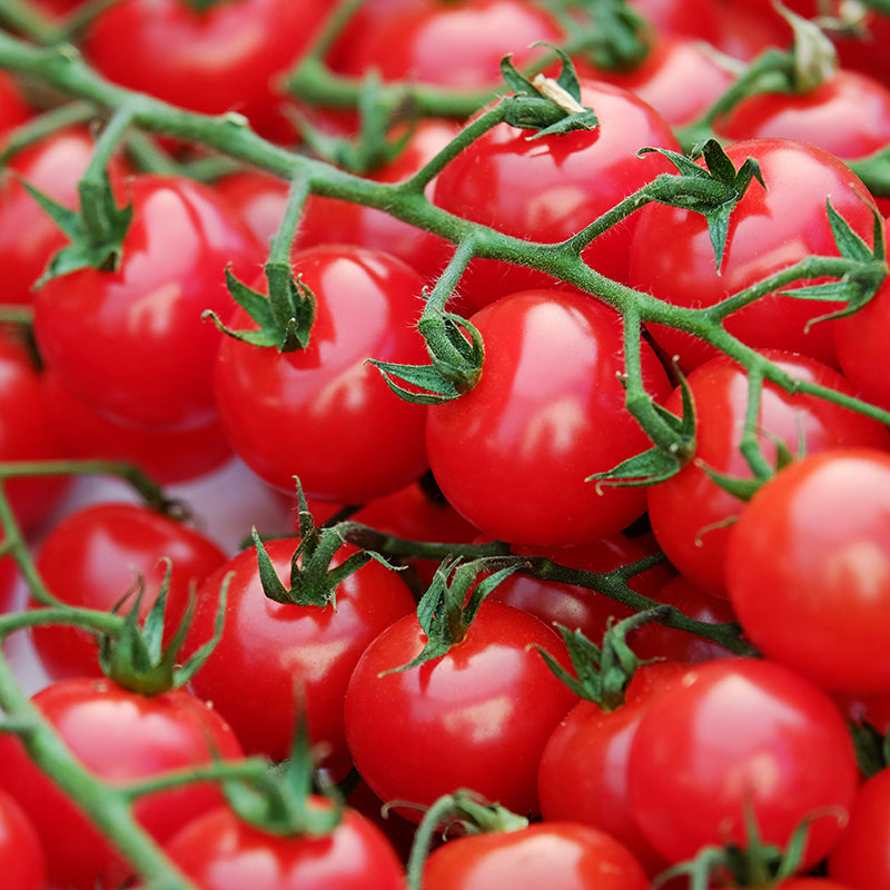 Hortus Pomodoro Cherry Tomatoes 2gm