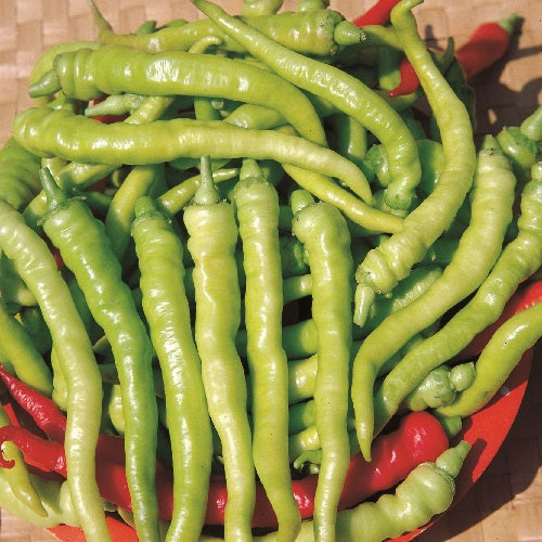 Hortus Peperone Sigaretta Chili Peppers 1gm