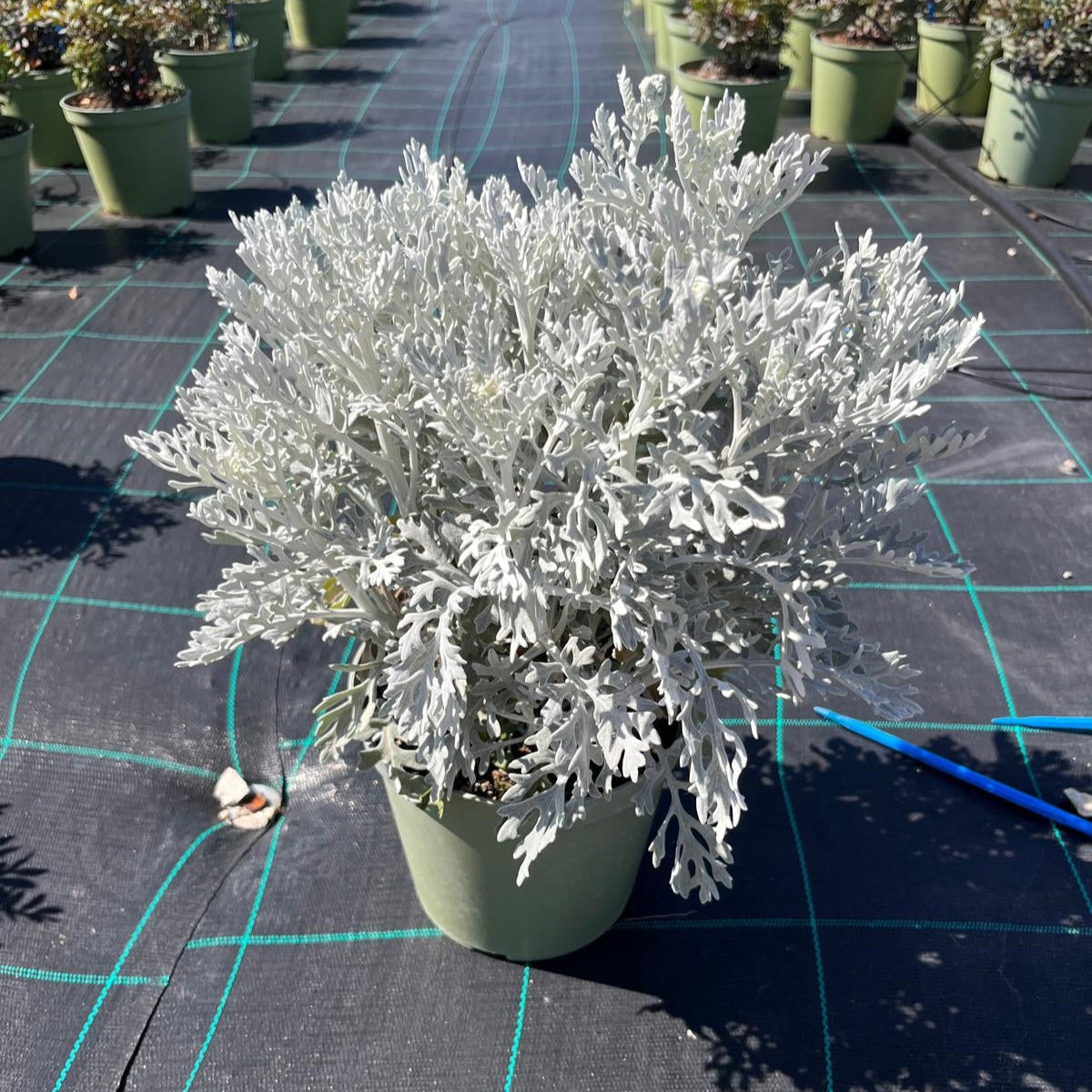 Silver Dust Dwarf 1gm (1800 Seeds)