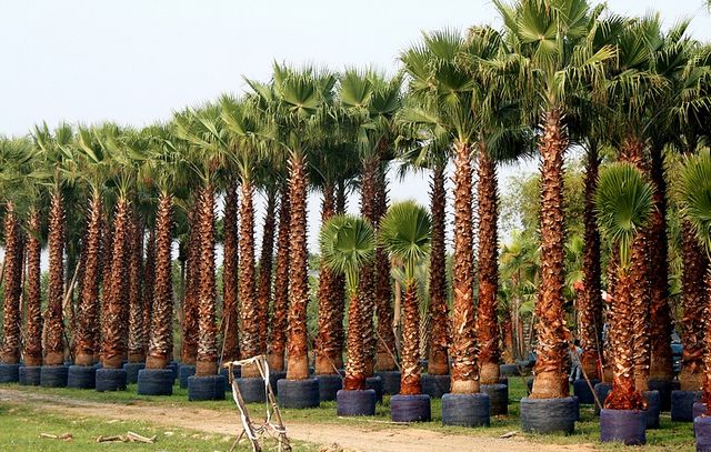 Mexican fan palm 1 Seeds