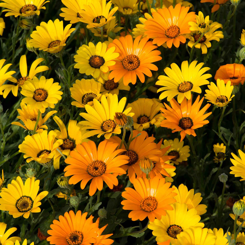 African Daisy 220+ Seeds (0.5gm)