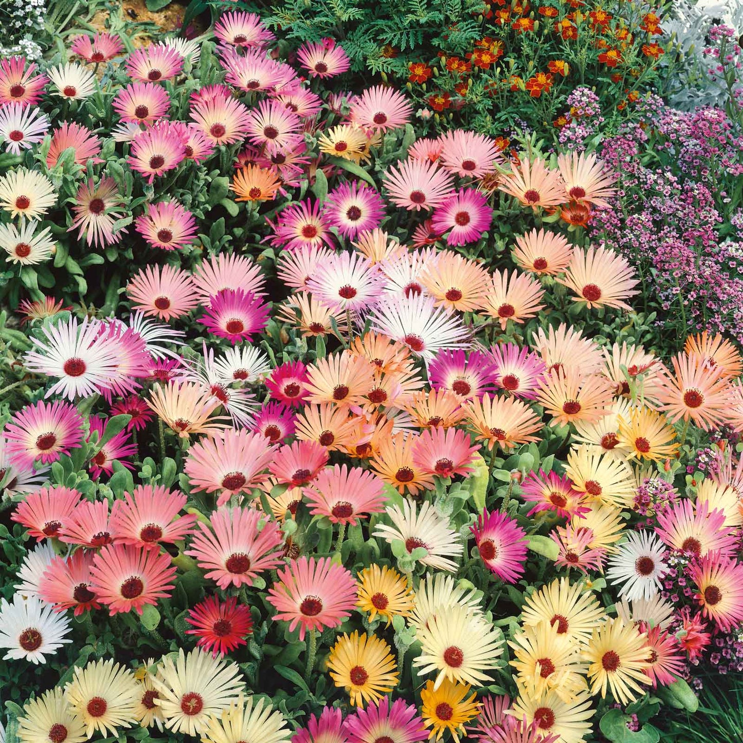Living Stone Daisy 1600+ Seeds (0.5GM)