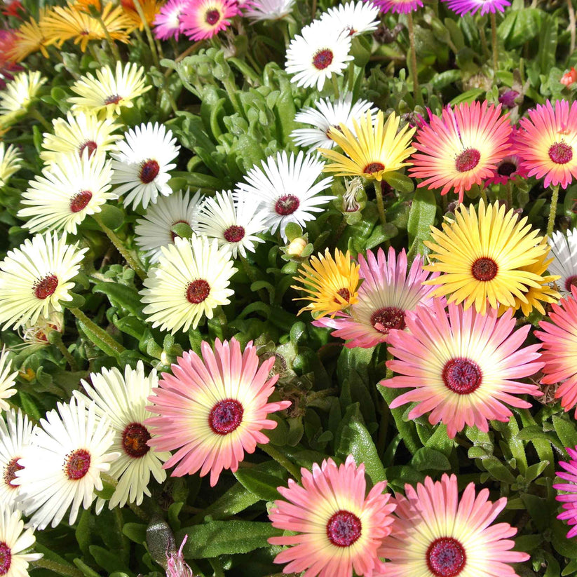 Living Stone Daisy 1600+ Seeds (0.5GM)