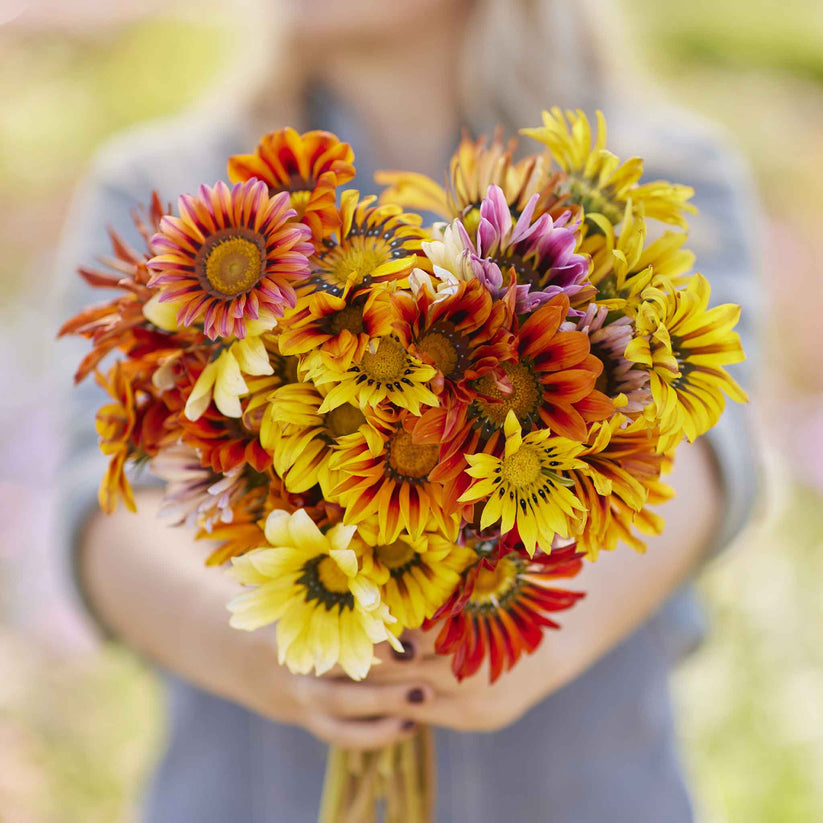 Gazania Sunshine Hybrids Mix 120+ Seeds (0.5gm)