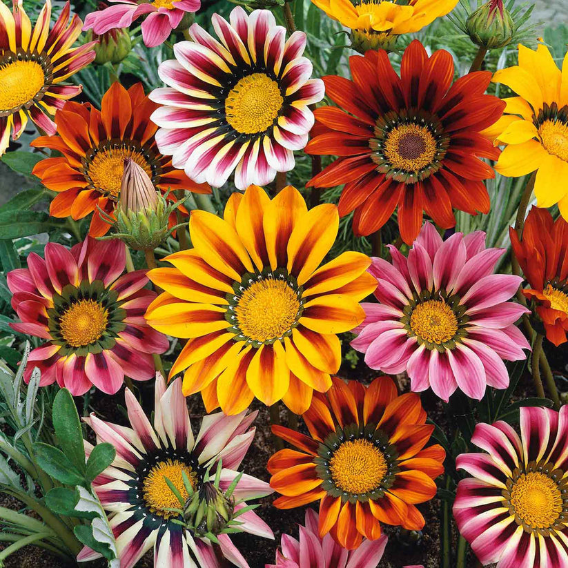 Gazania Sunshine Hybrids Mix 120+ Seeds (0.5gm)