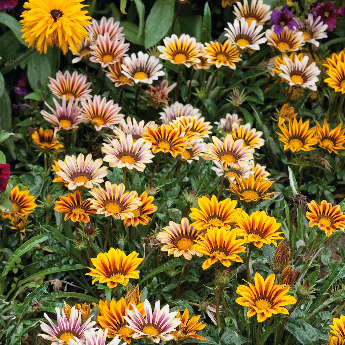 Gazania Sunshine Hybrids Mix 120+ Seeds (0.5gm)