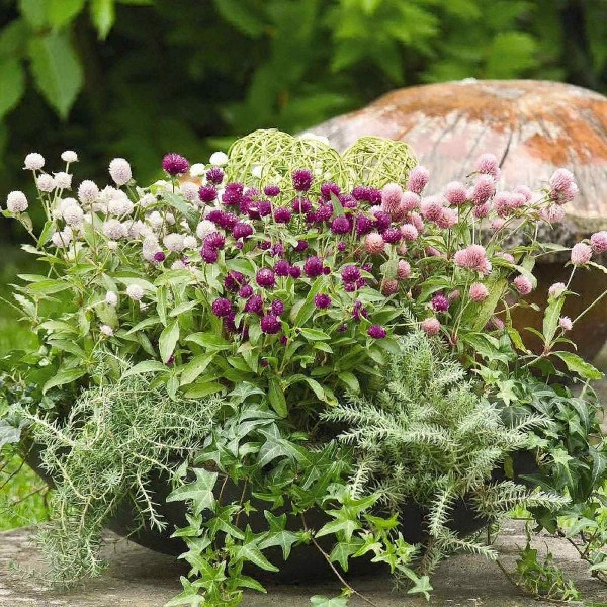 Gomphrena Formula Dwarf Mix 0.5gm (0133)