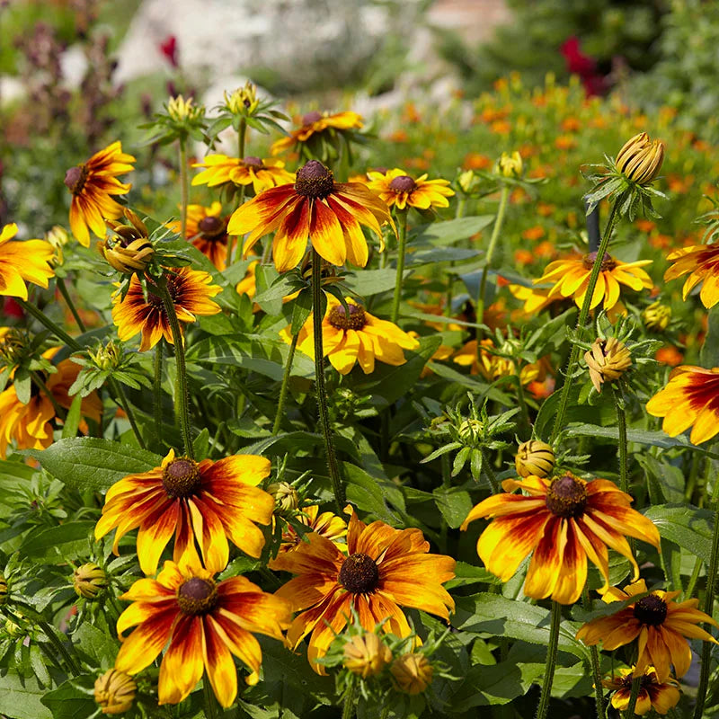 Rudbeckia 0.5gm Seeds (0109)